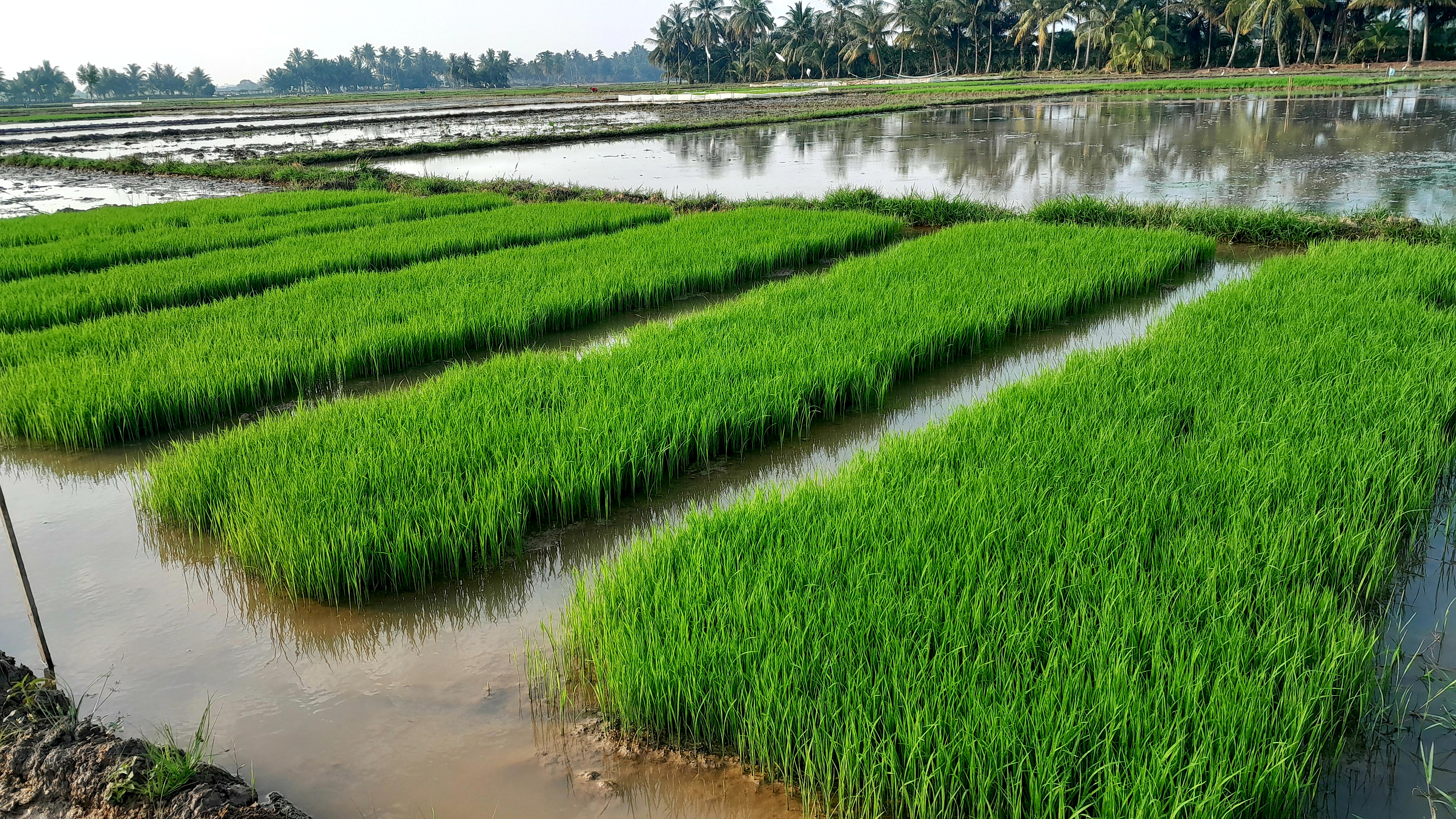 1000137766.jpg