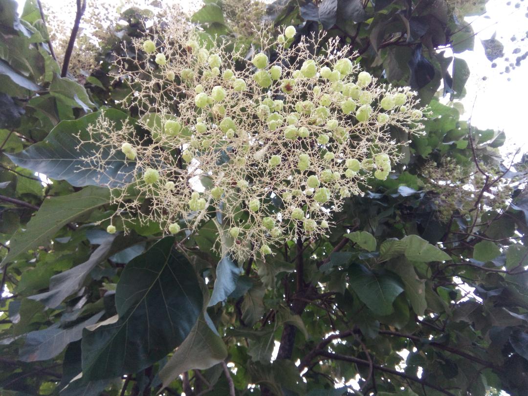 TEAK TREE 2.jpg