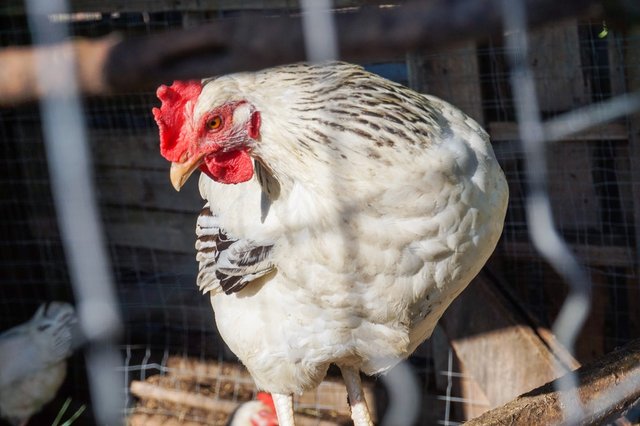 chicken.jpg