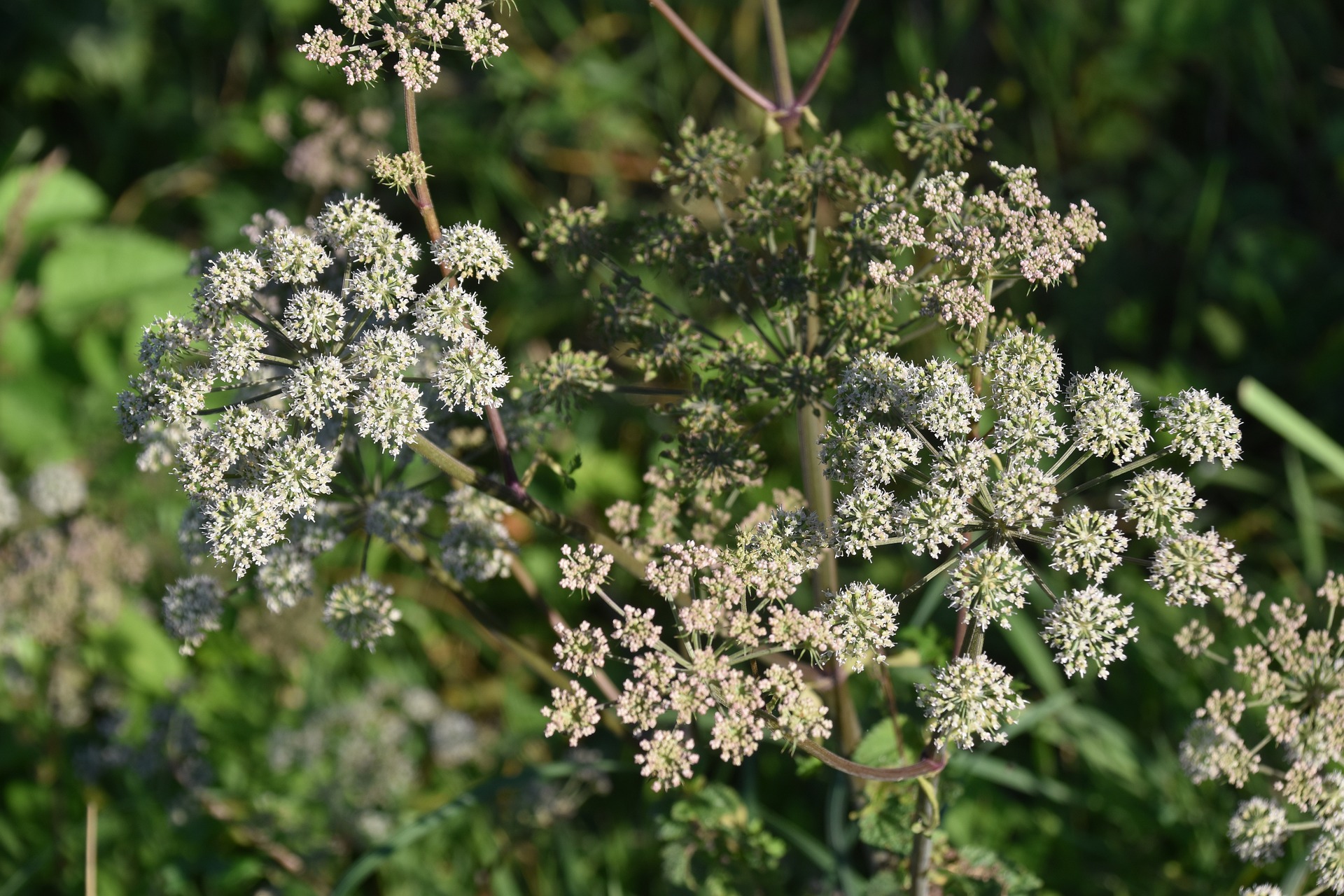 jaclou-dl-plant-5502057_1920.jpg