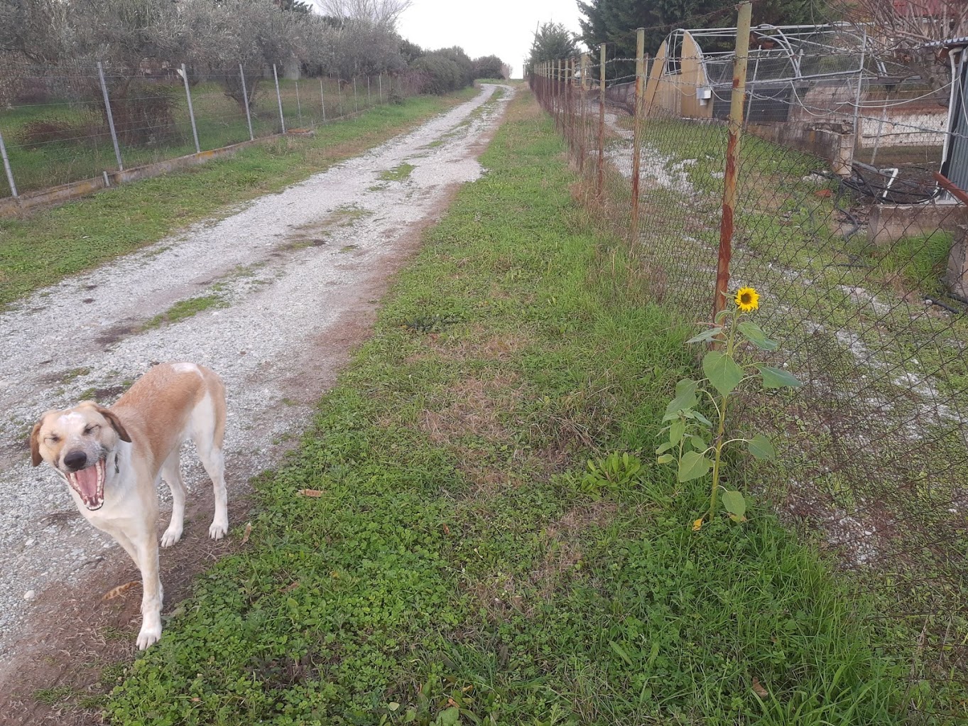 dogo3.jpg