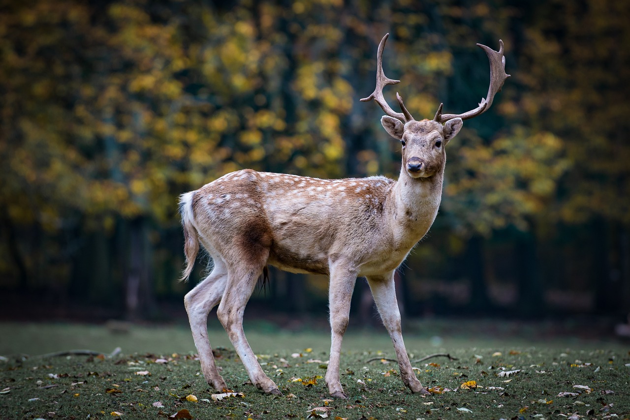 roe-deer-2634729_1280.jpg