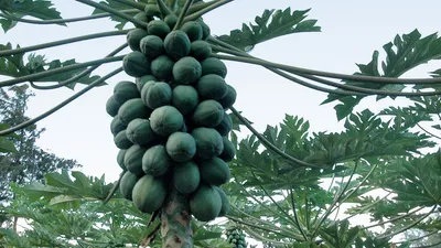 Clusters-papayas-farm-Laie-Hawaii-percentages-production (1).webp