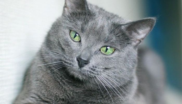 gato-russian-blue_opt.jpg