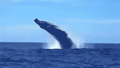 whale