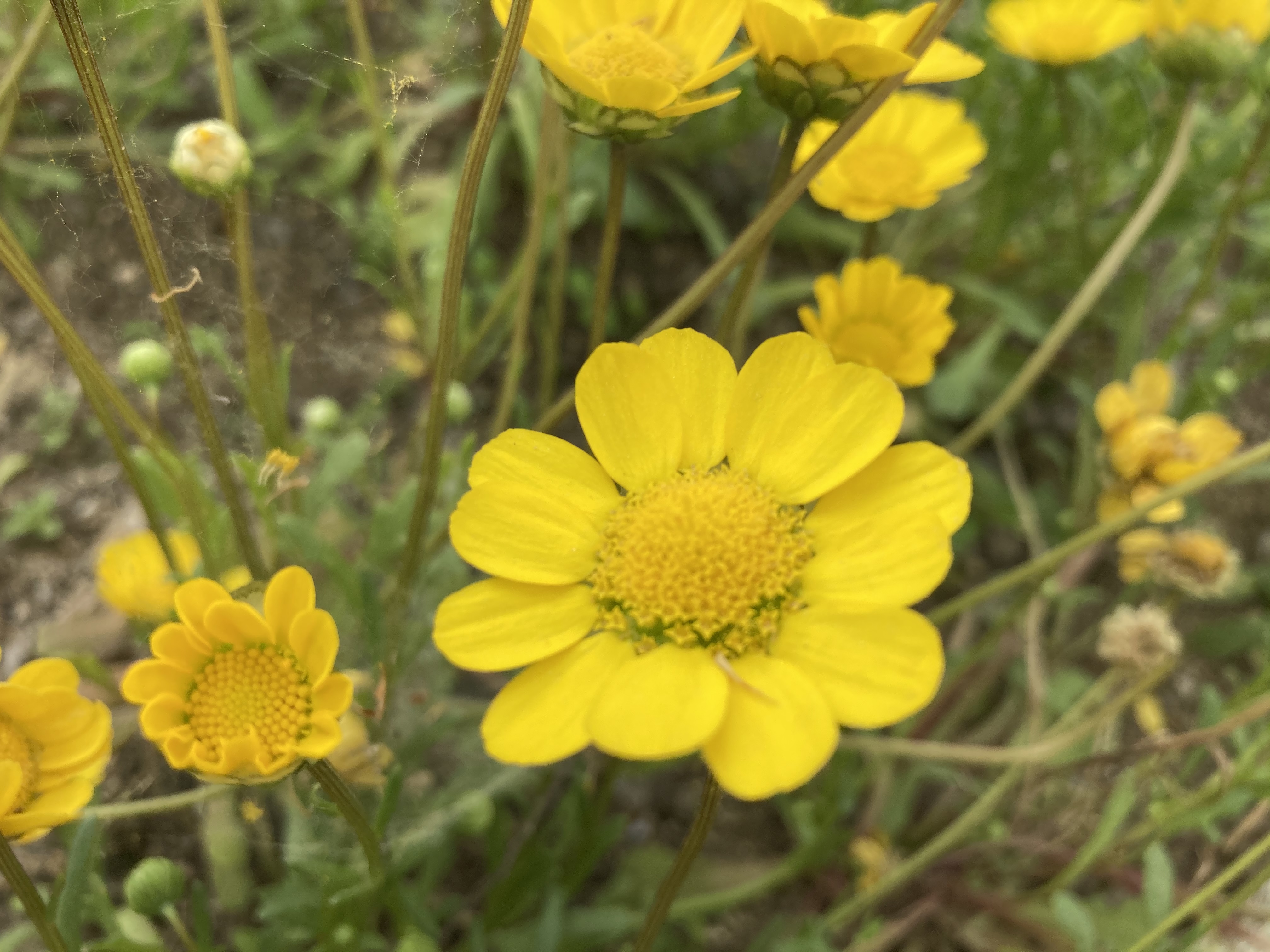 30B6324C-3C82-41A7-8CCB-D3A8D00C20CB.jpeg