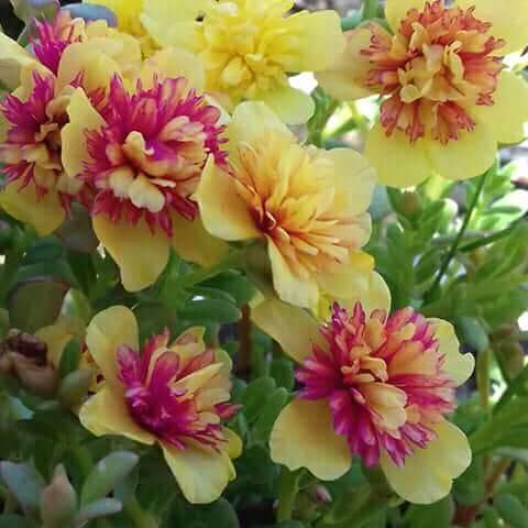meherin
