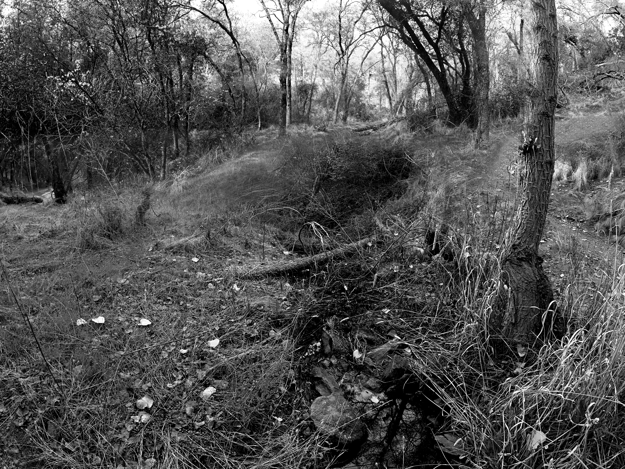 YIAC0449-walking-trails-path-of-yesterday-#378.png