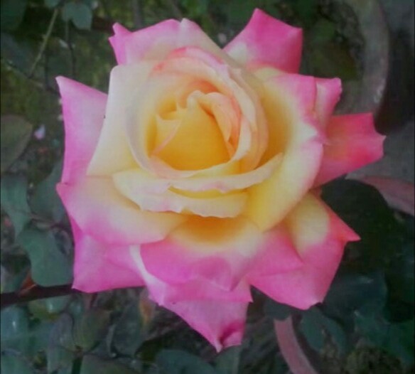 IMG_20201003_023300_483.jpg