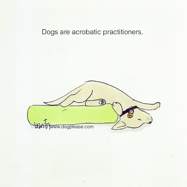 acrobatic dog.jpg