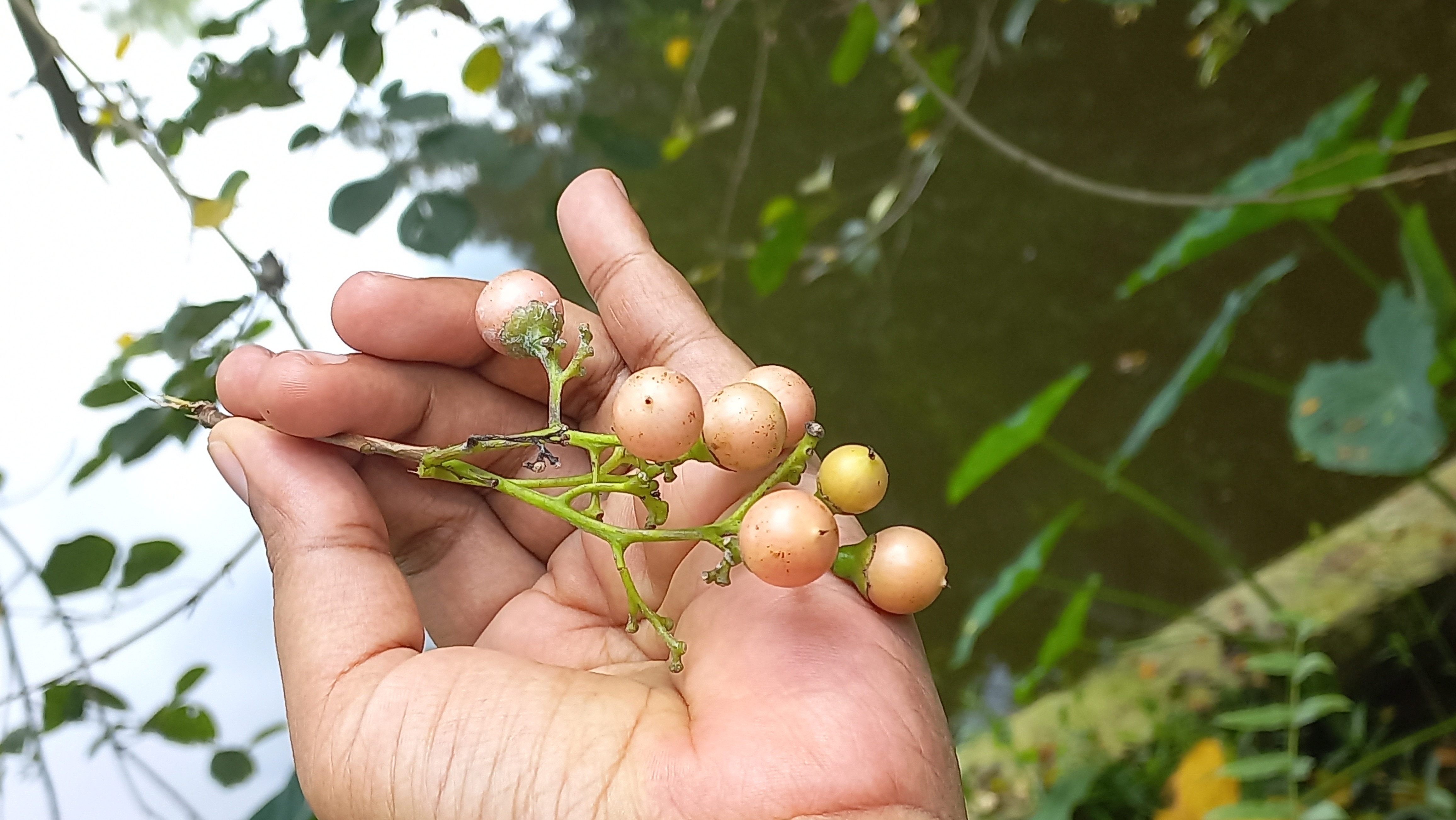 Unknown seed photography.