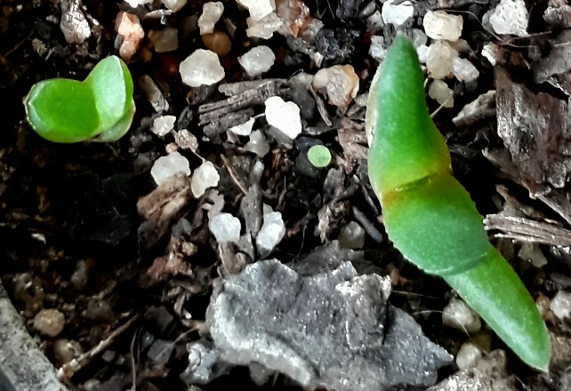 adromischus germinated.jpg