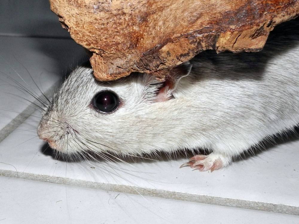 Rennmaus Bild des Tages