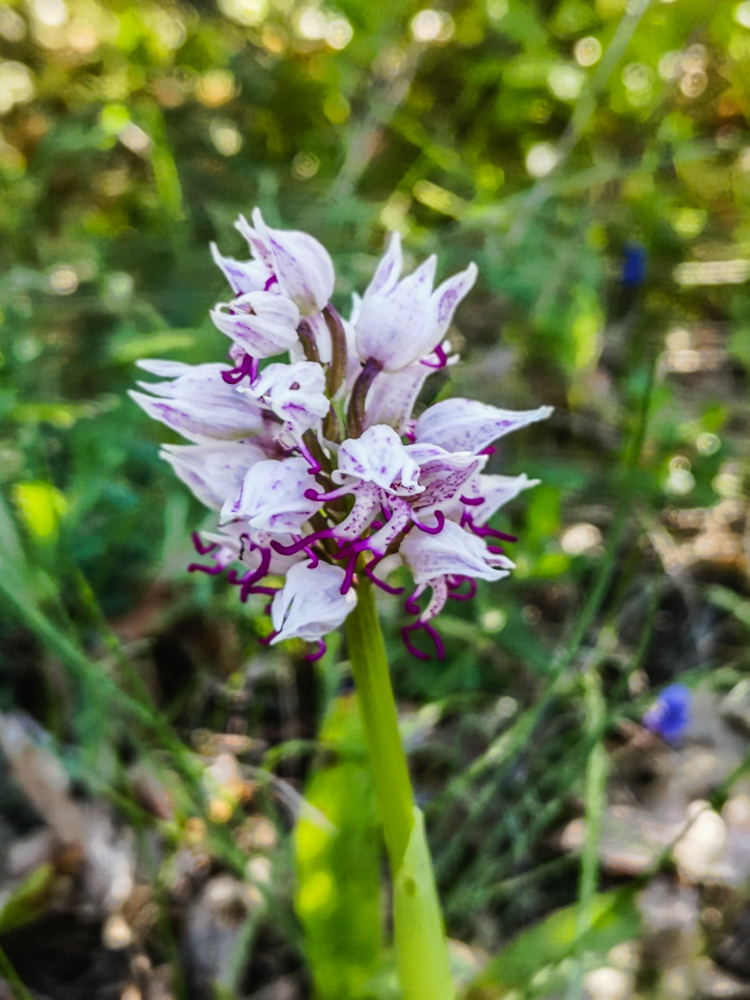 European Orchid - Orchis Militaris.jpg