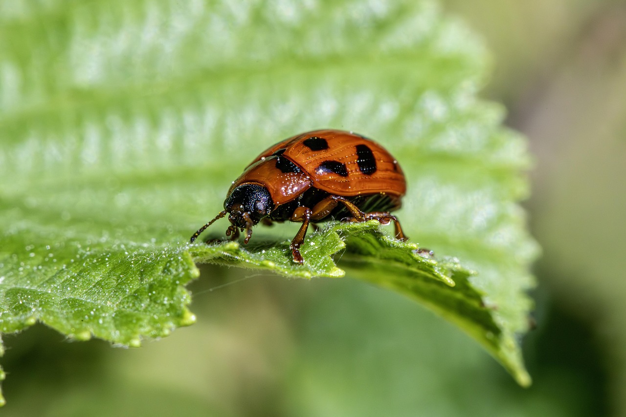 beetle-8935561_1280.jpg