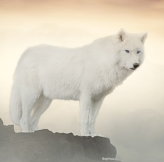 wolfcloud