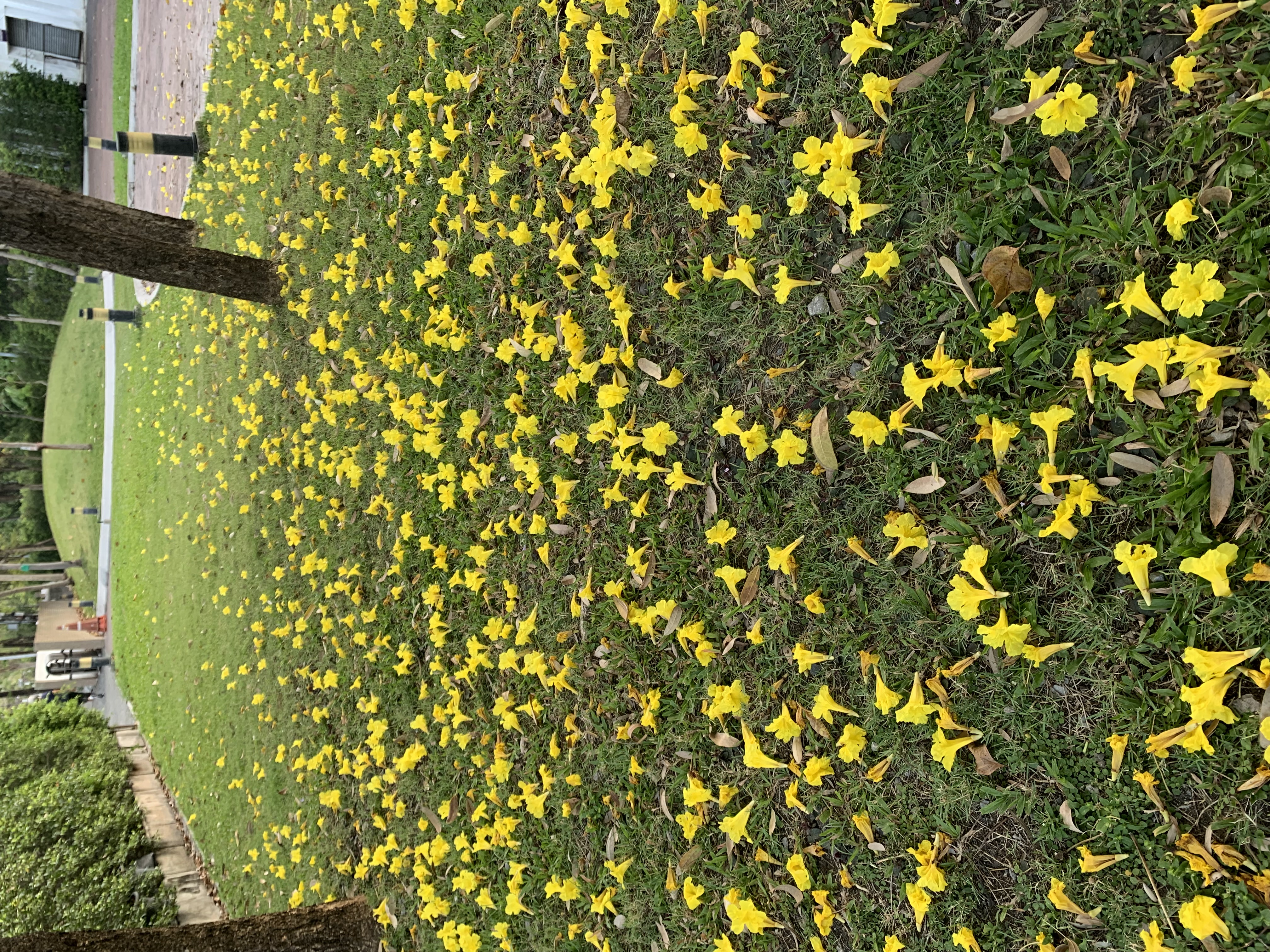 Chatuchak Park208.jpg