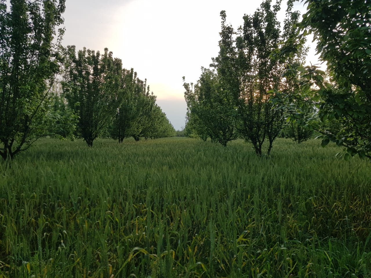 farm photos (8).jpeg