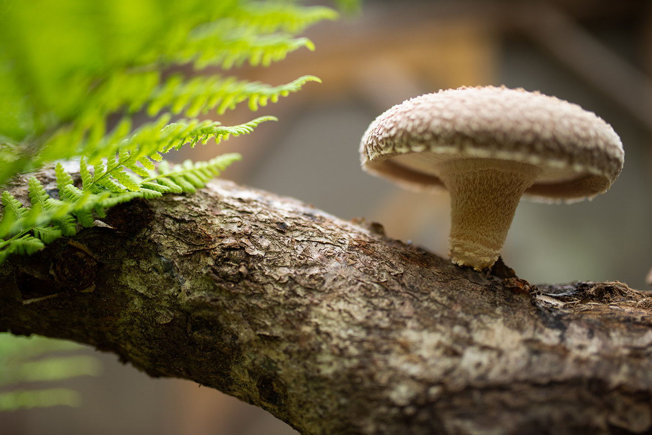 SHIitake-01.jpg