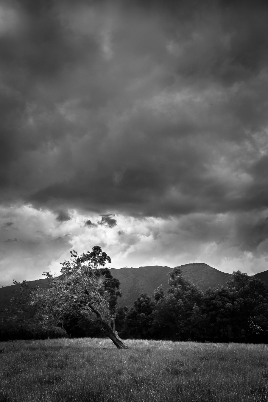 arbol (1 of 1).jpg