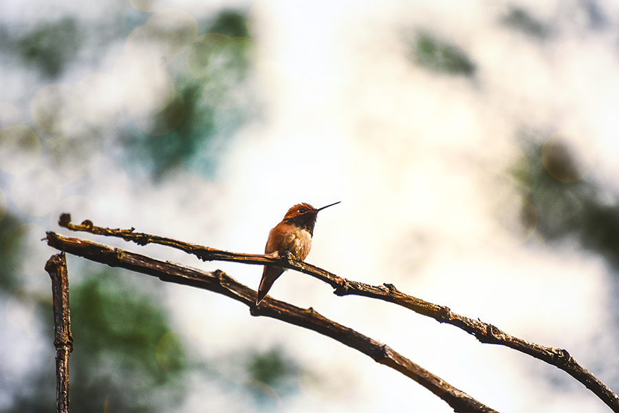 crimsonclad orange hummingbird at sunset