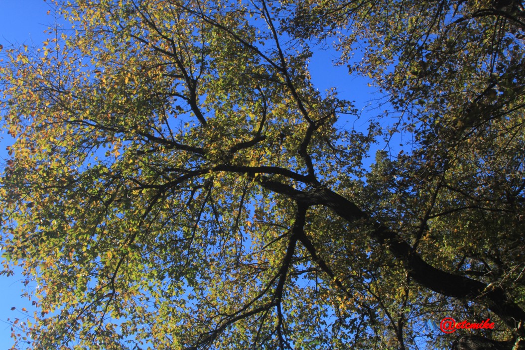 Fall02095.jpg