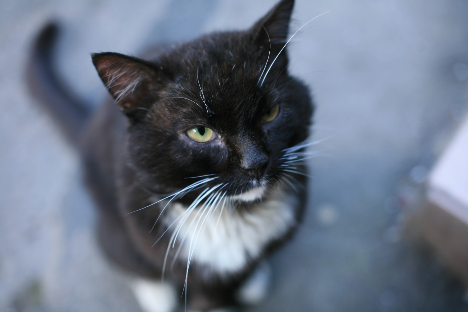 wed_2471-cat1.jpg