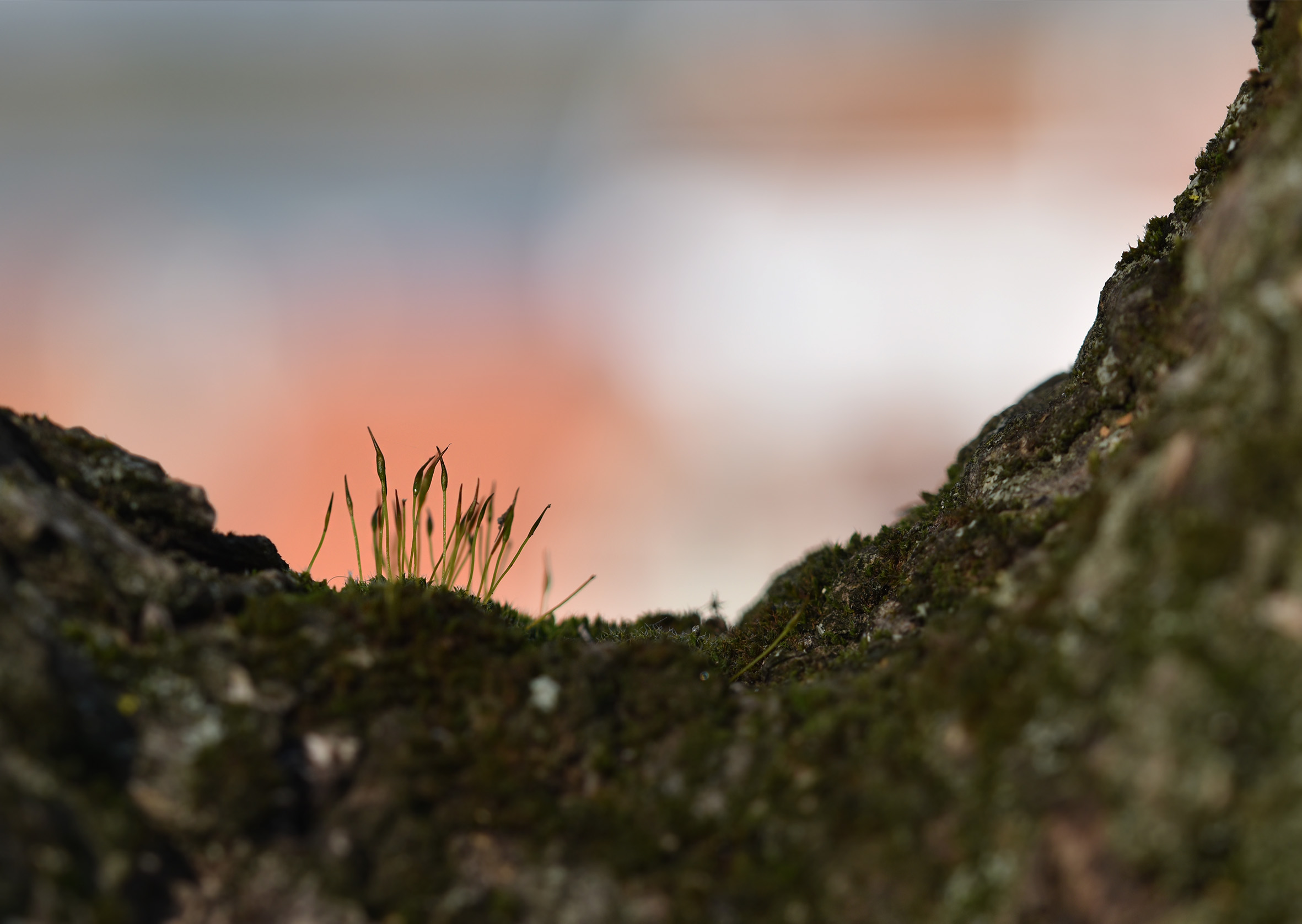 moss olive tree 3.jpg