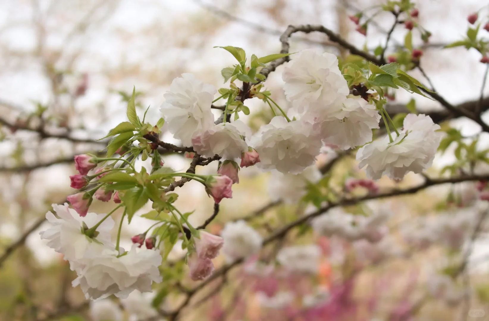 237.webp