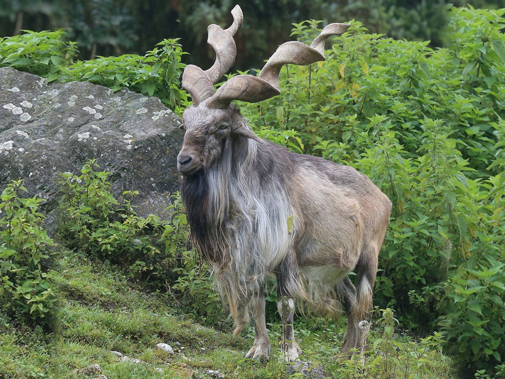 Markhor 2.jpg