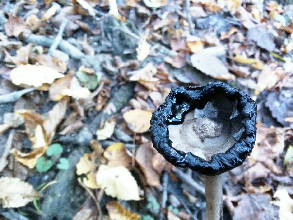 The old Coprinus comatus, the shaggy ink cap, lawyer's wig, or shaggy mane