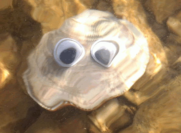 ClamsyAtTheLake.gif