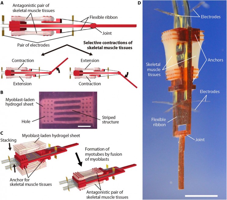 biohybrid_robot_with_antagonistic_muscle_tissue_resize_md.jpg