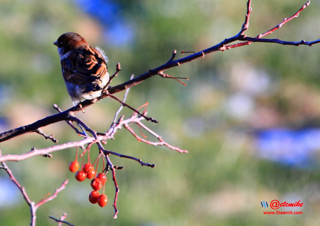 House Sparrow PFW02_0219.JPG