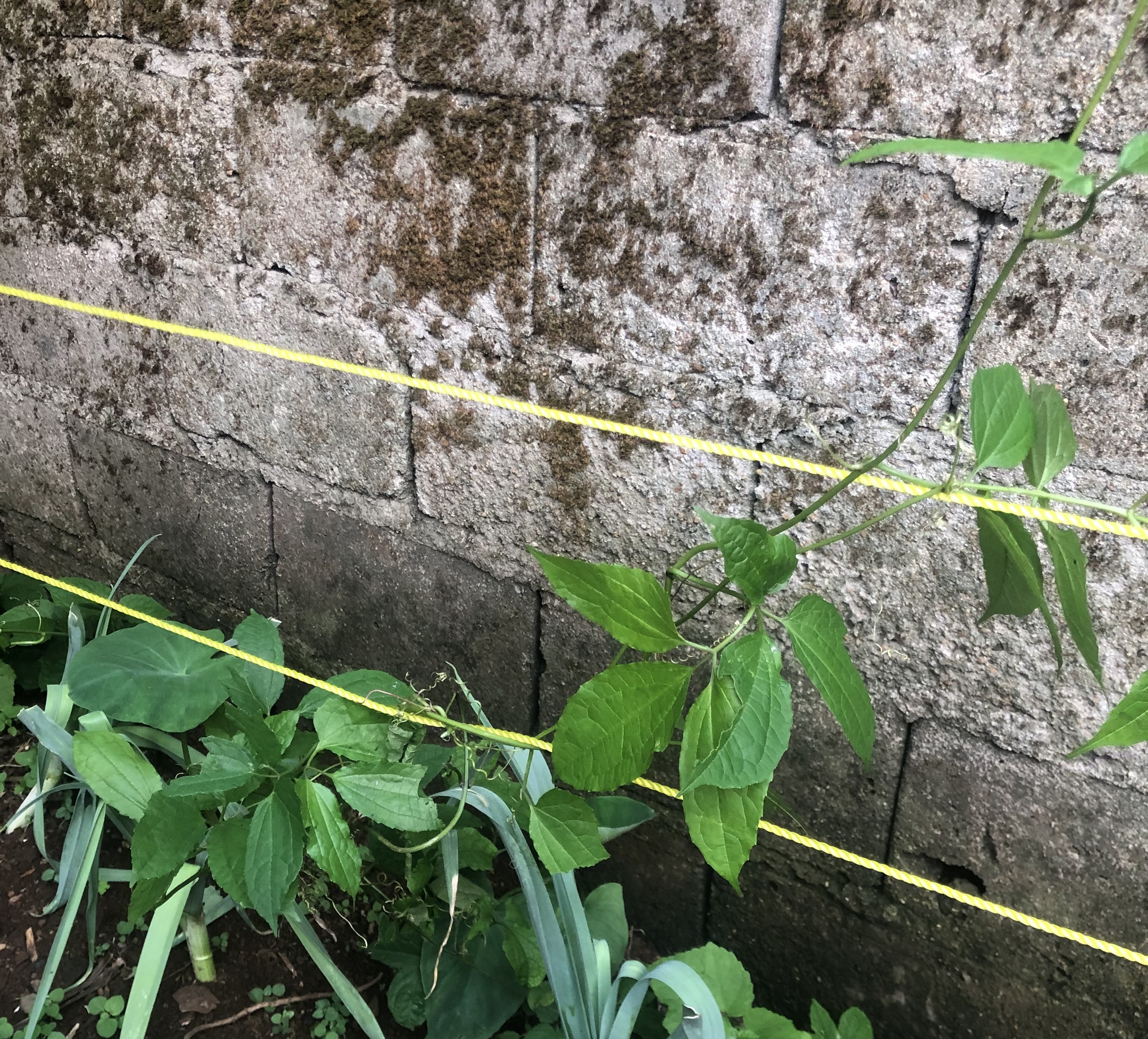 IMG_0991.jpeg