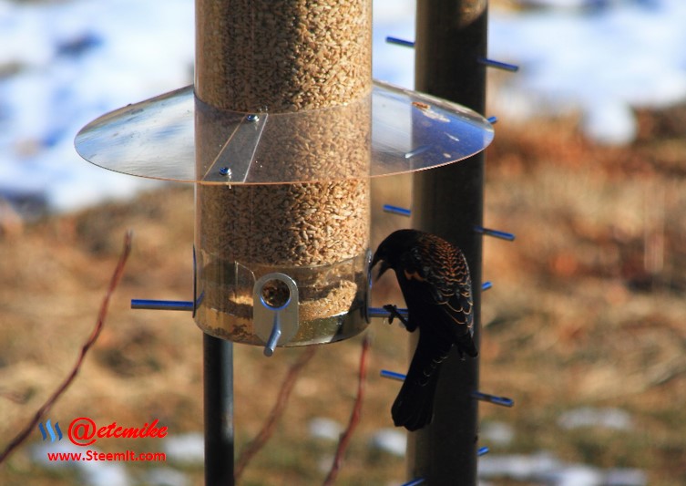 Red-winged Blackbird PFW76.jpg
