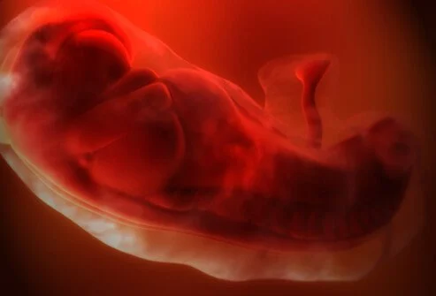 pregnancy_stages_s7_4_weeks.webp