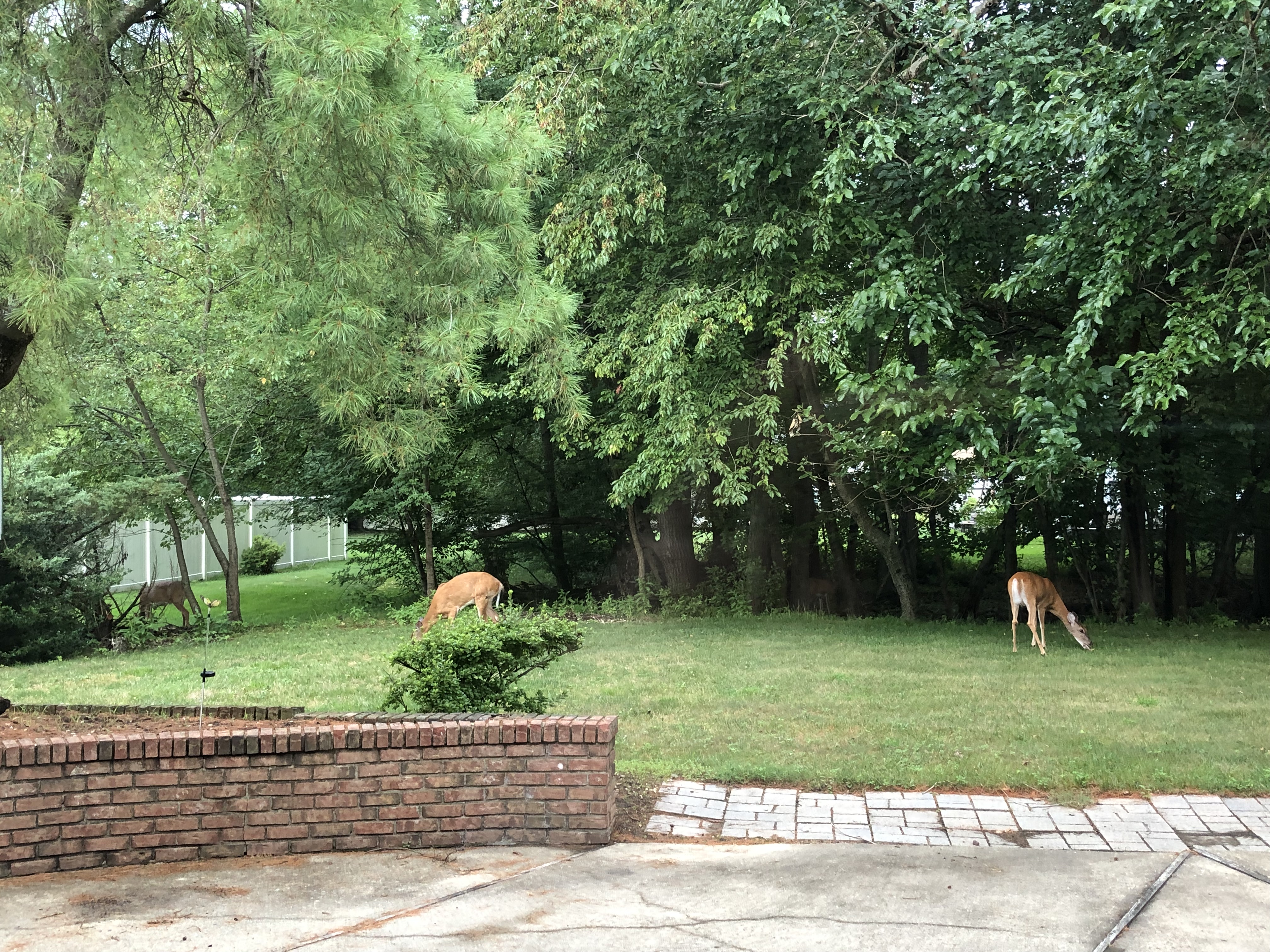 后院跑来一群鹿🦌