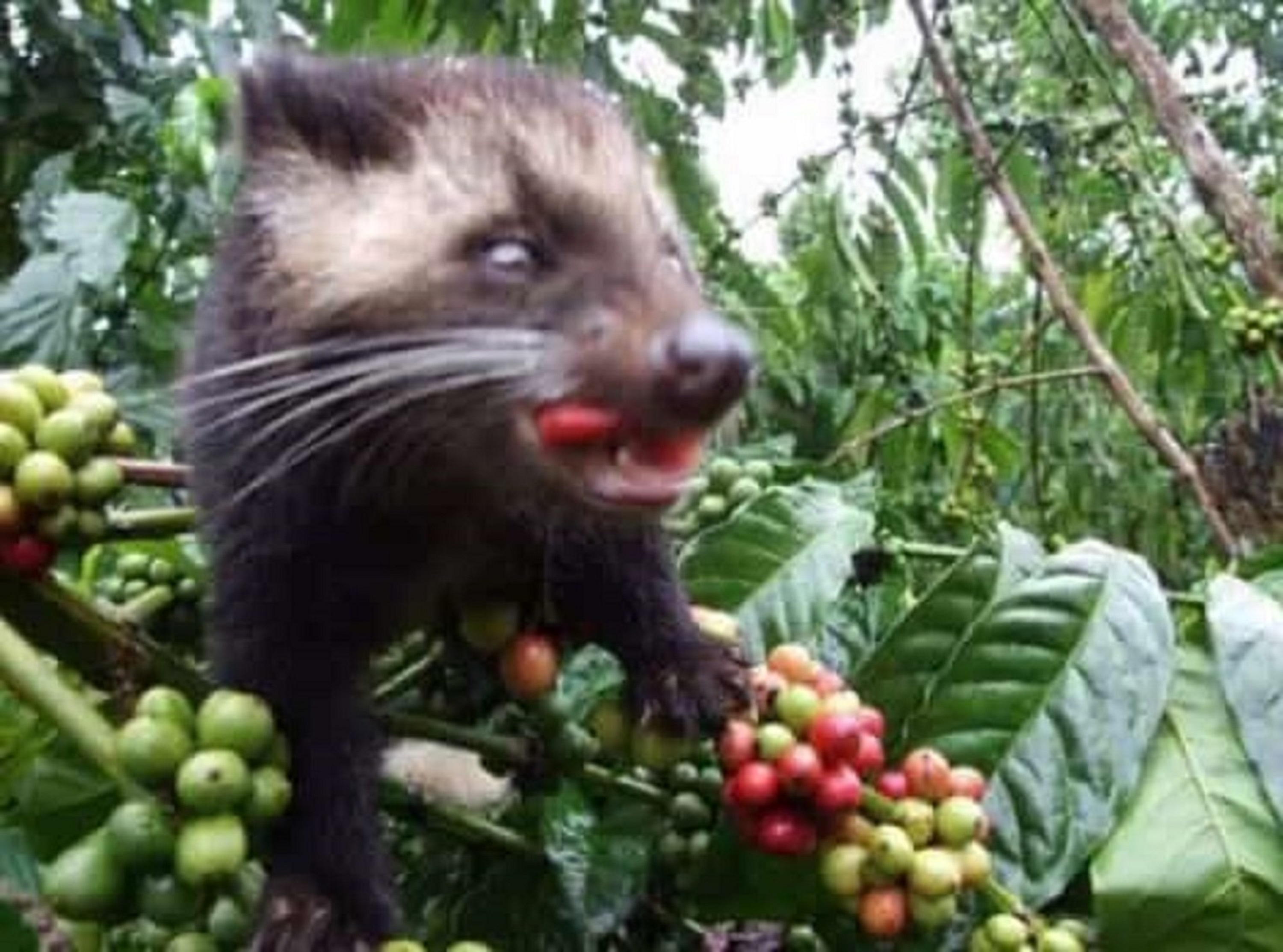 Пальмовая циветта. Копи лювак кофе. Обыкновенный мусанг. Лювак бали. Лювак бали.