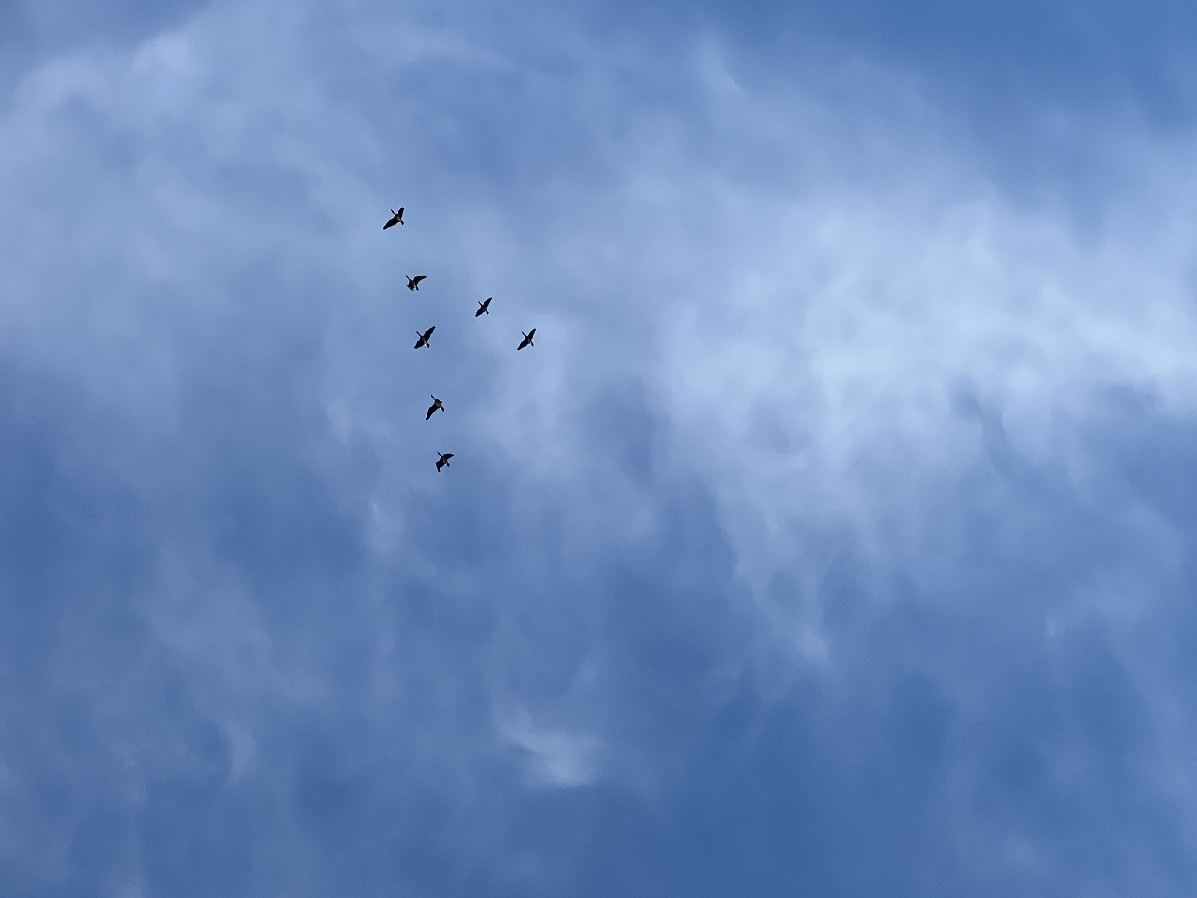 IMG_5386.jpeg