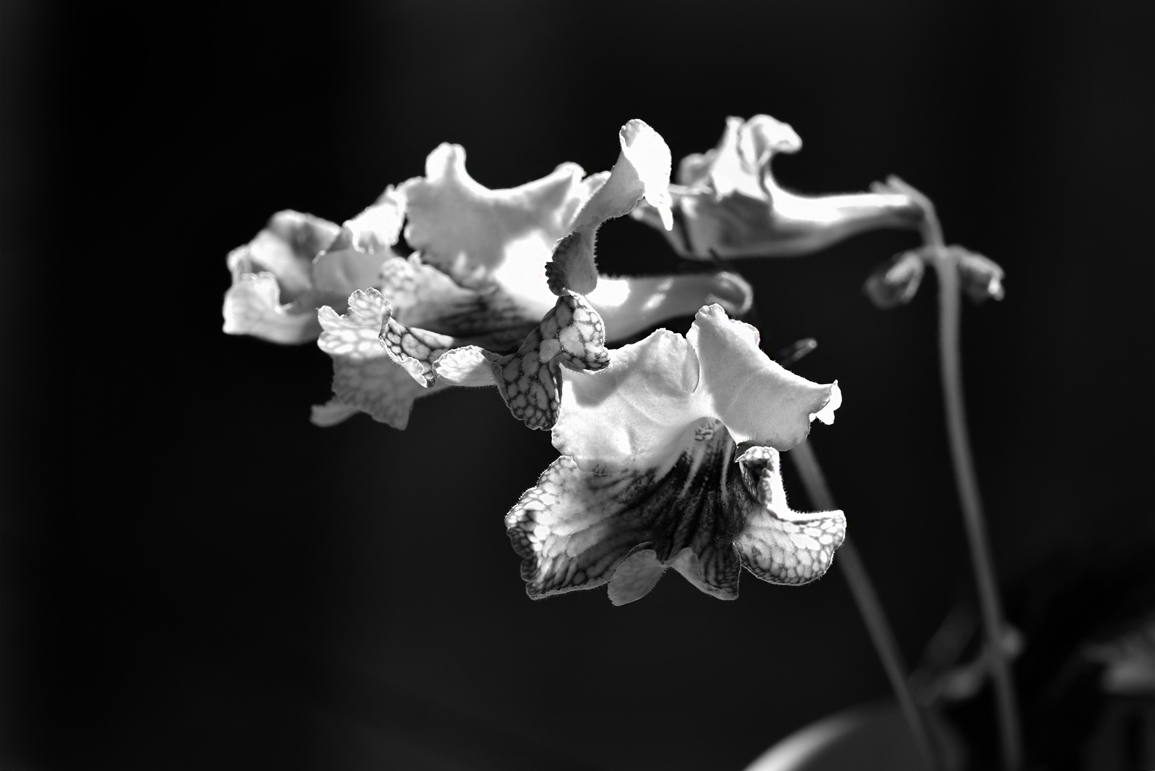 Streptocarpus Harlequin Damsel bw 5.jpg
