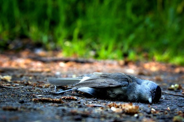 dead bird.jpg