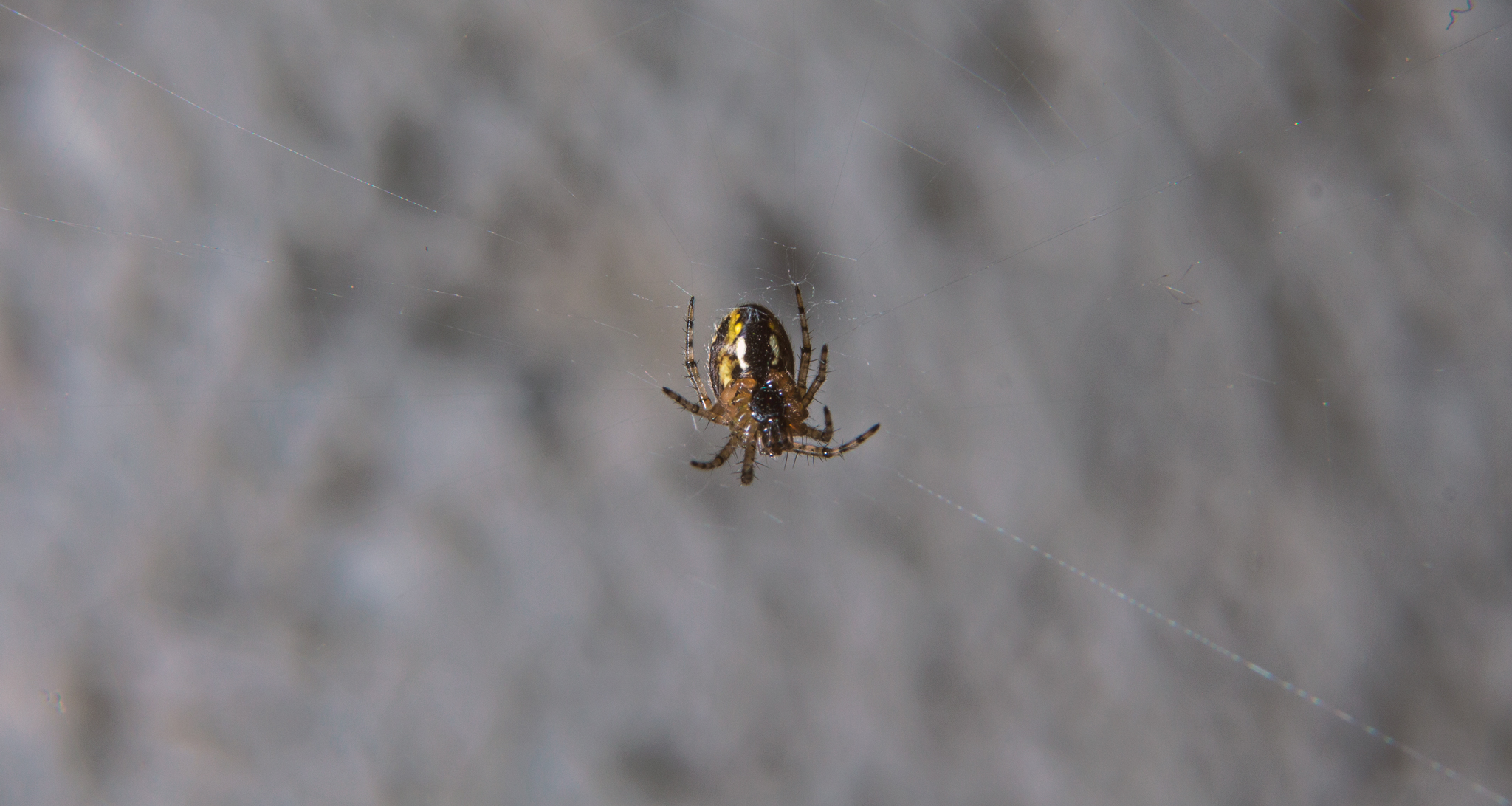 araña.jpg