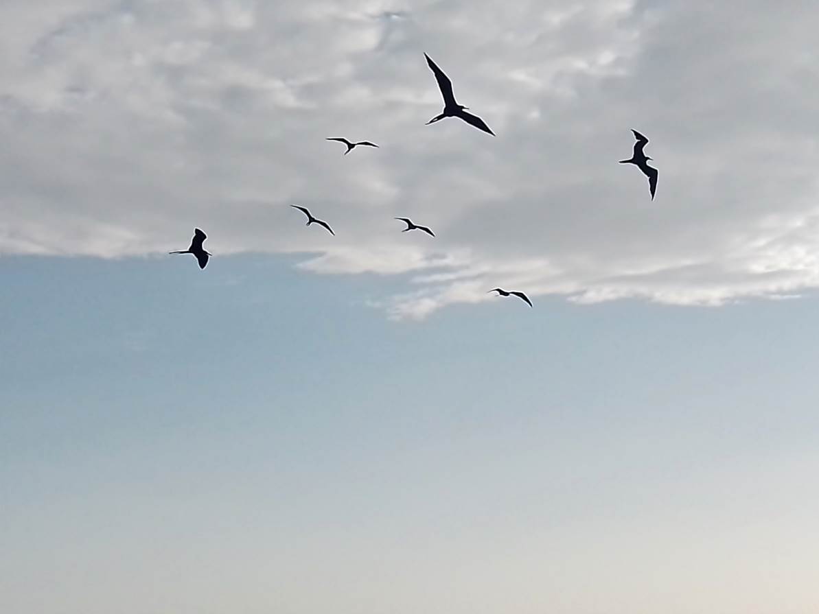Imagen de Gaviotas.jpg