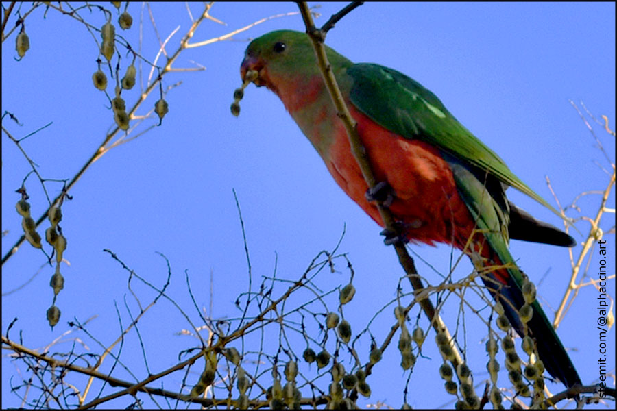Backyard Buddies Australian King Parrot Steemit