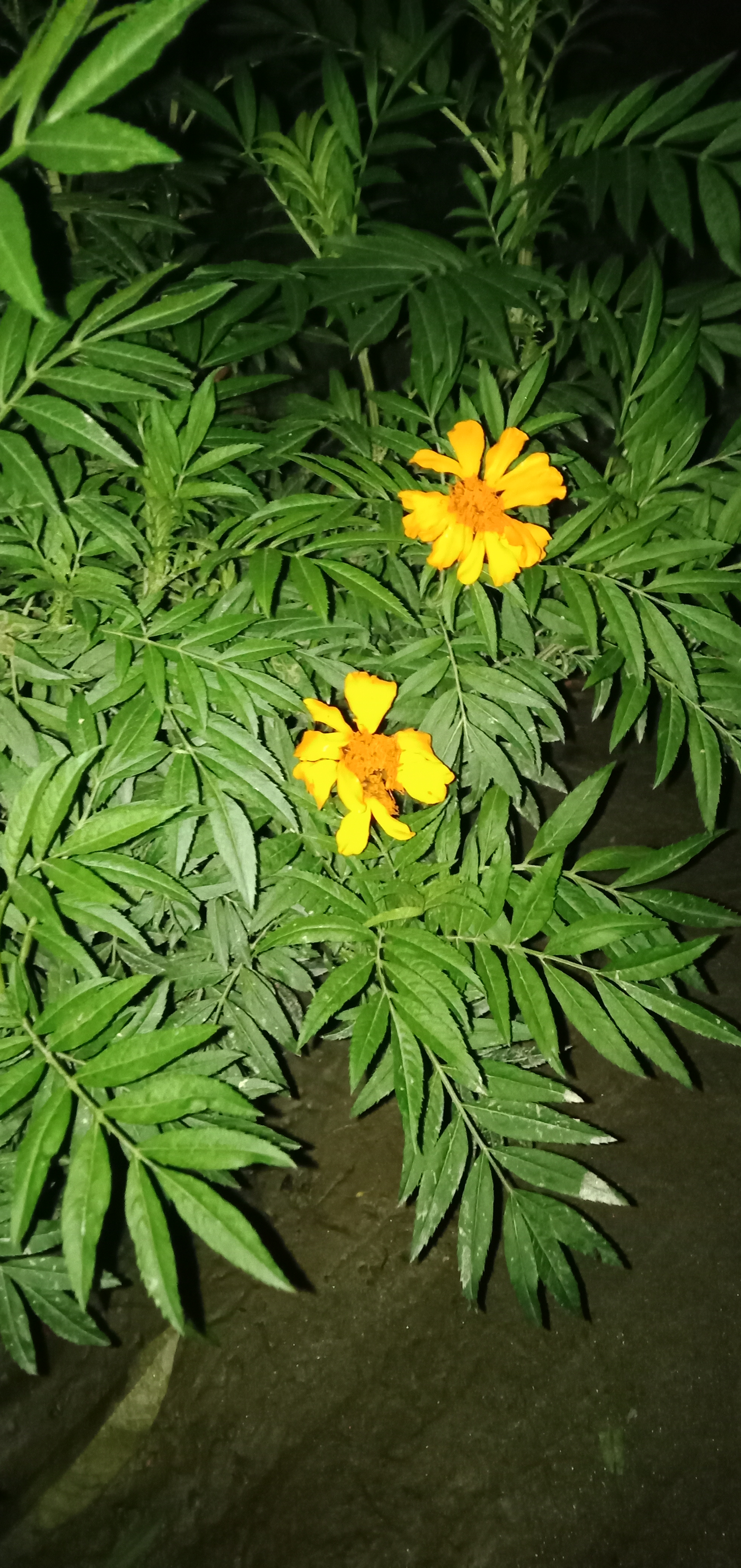 IMG20210505190005.jpg