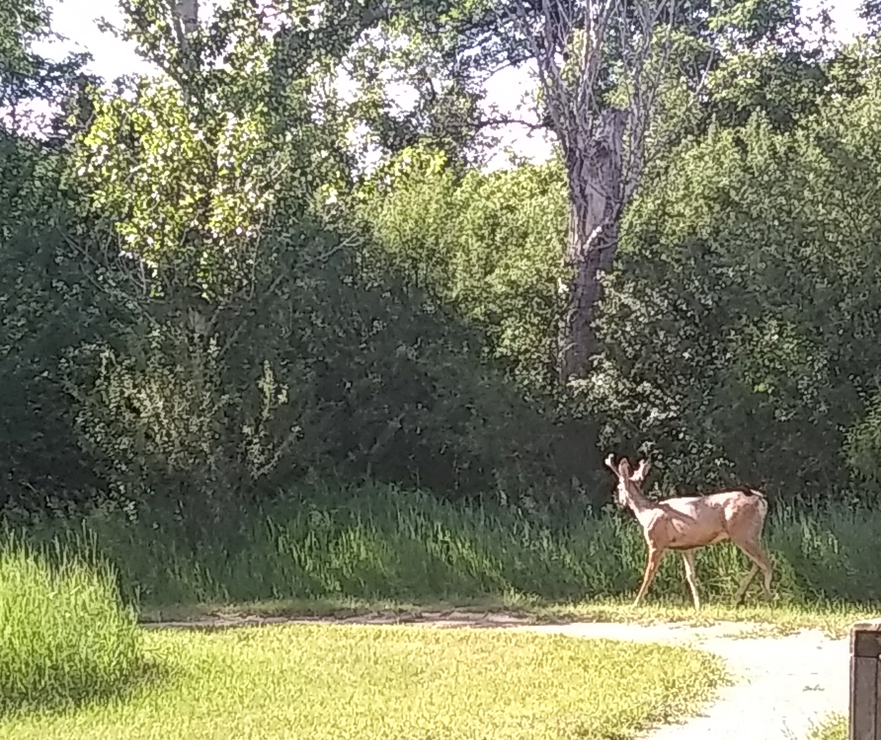 Moose Jaw River Park jj.jpg