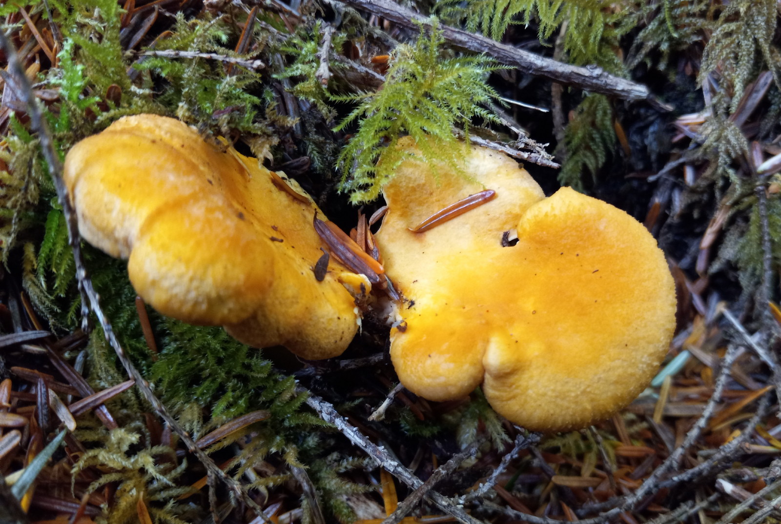 2670-Chanterelles.jpg