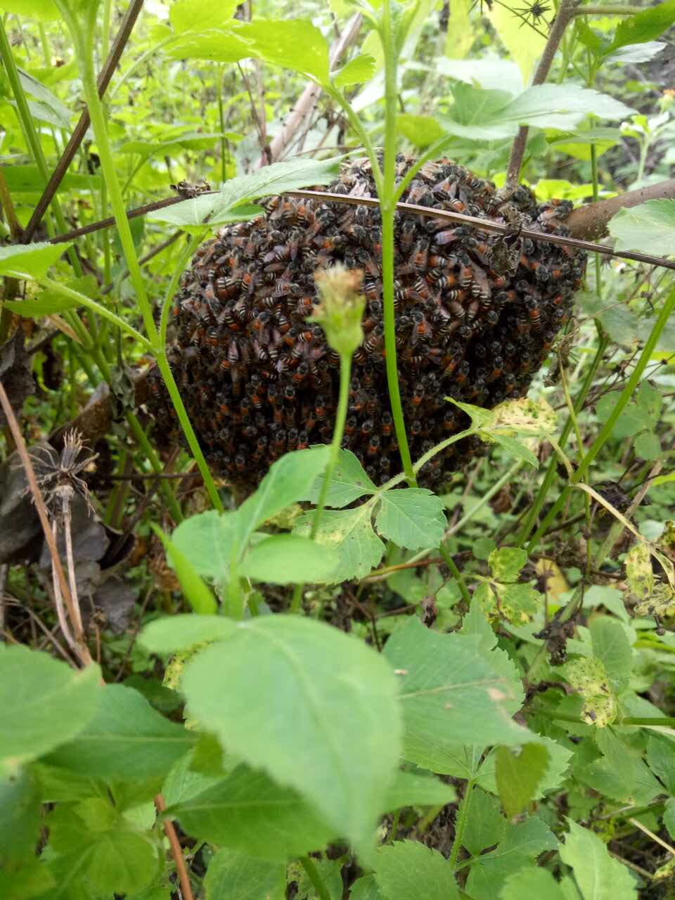 webwxgetmsgimg (1).jpg