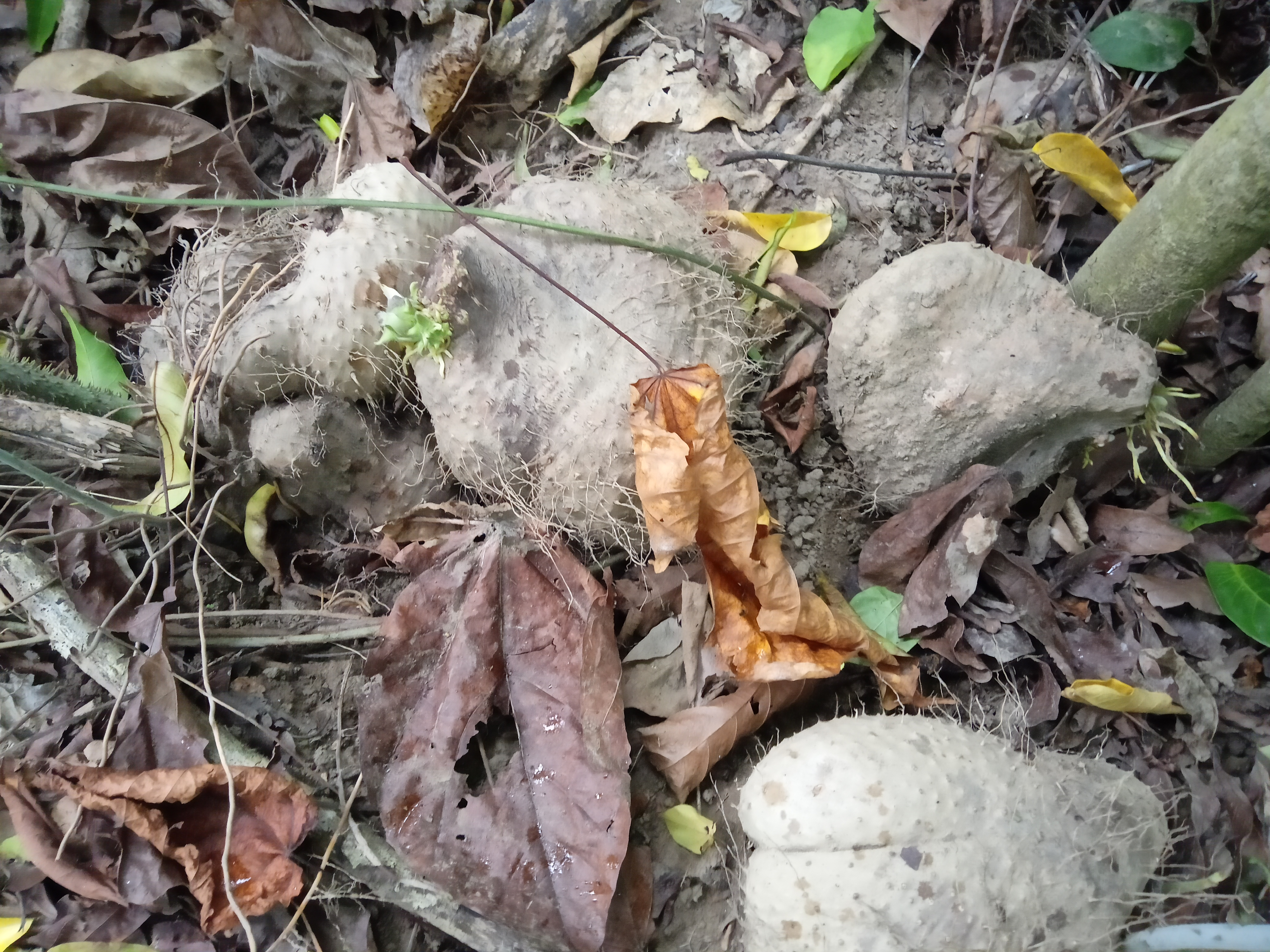 IMG20210531142545.jpg